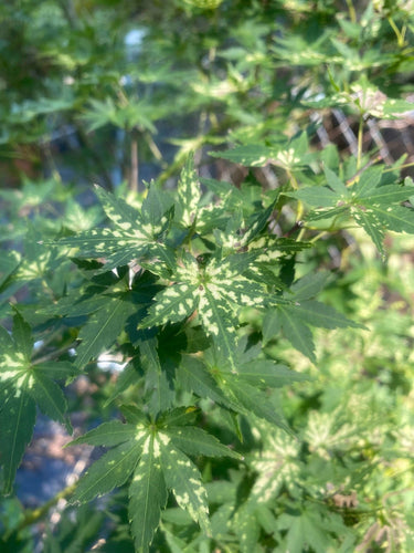 Acer palmatum 'Shiro' - mapleridgenursery